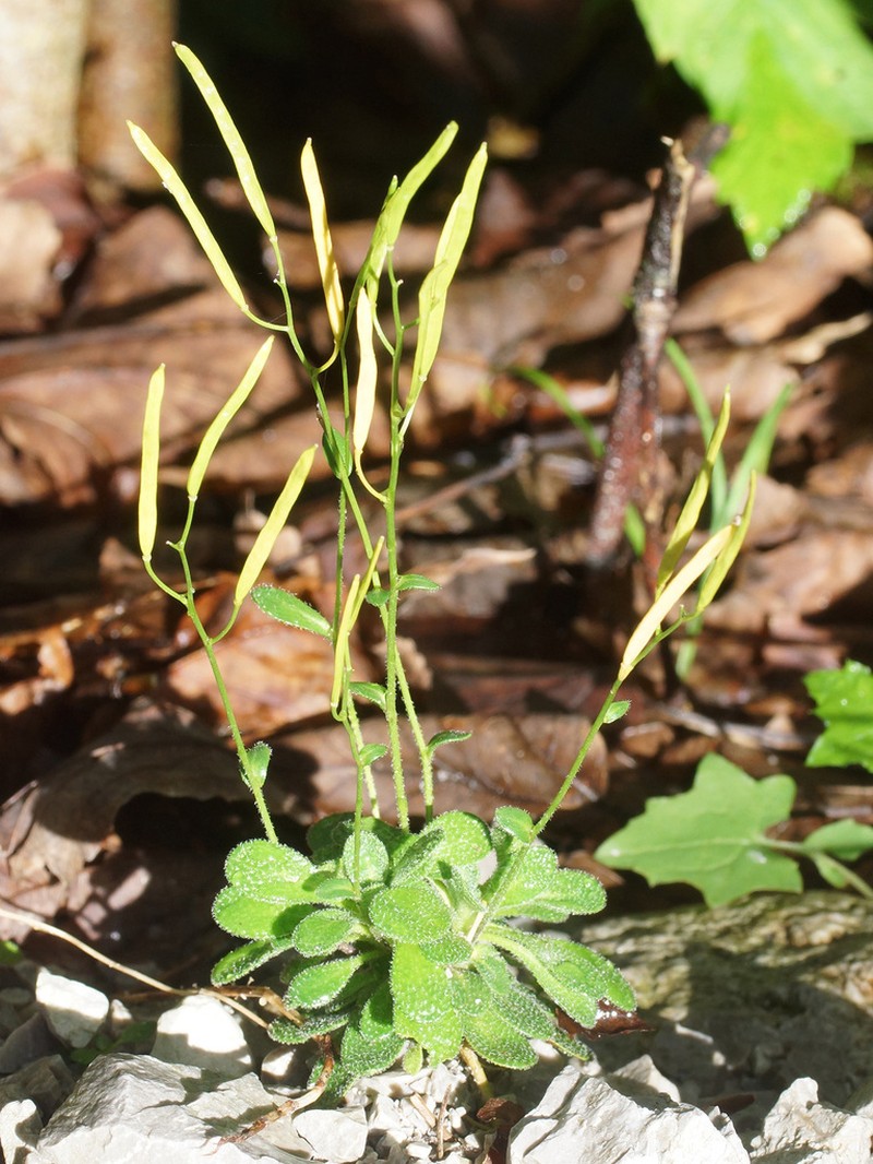 Arabis stellulata photo 4