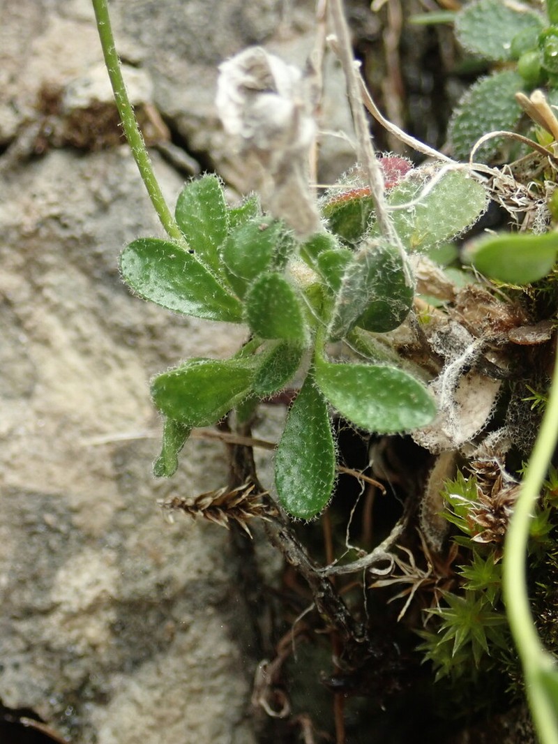 Arabis stellulata photo 5