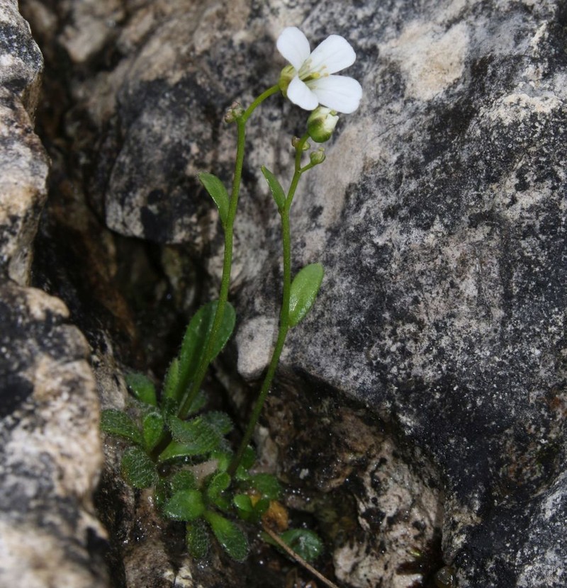 Arabis stellulata photo 6