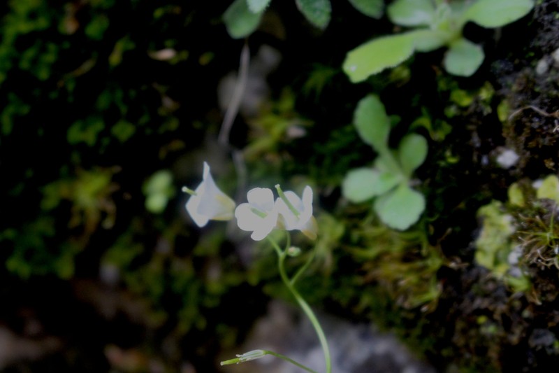 Arabis stellulata photo 8
