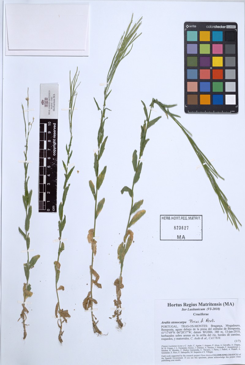 Arabis stenocarpa