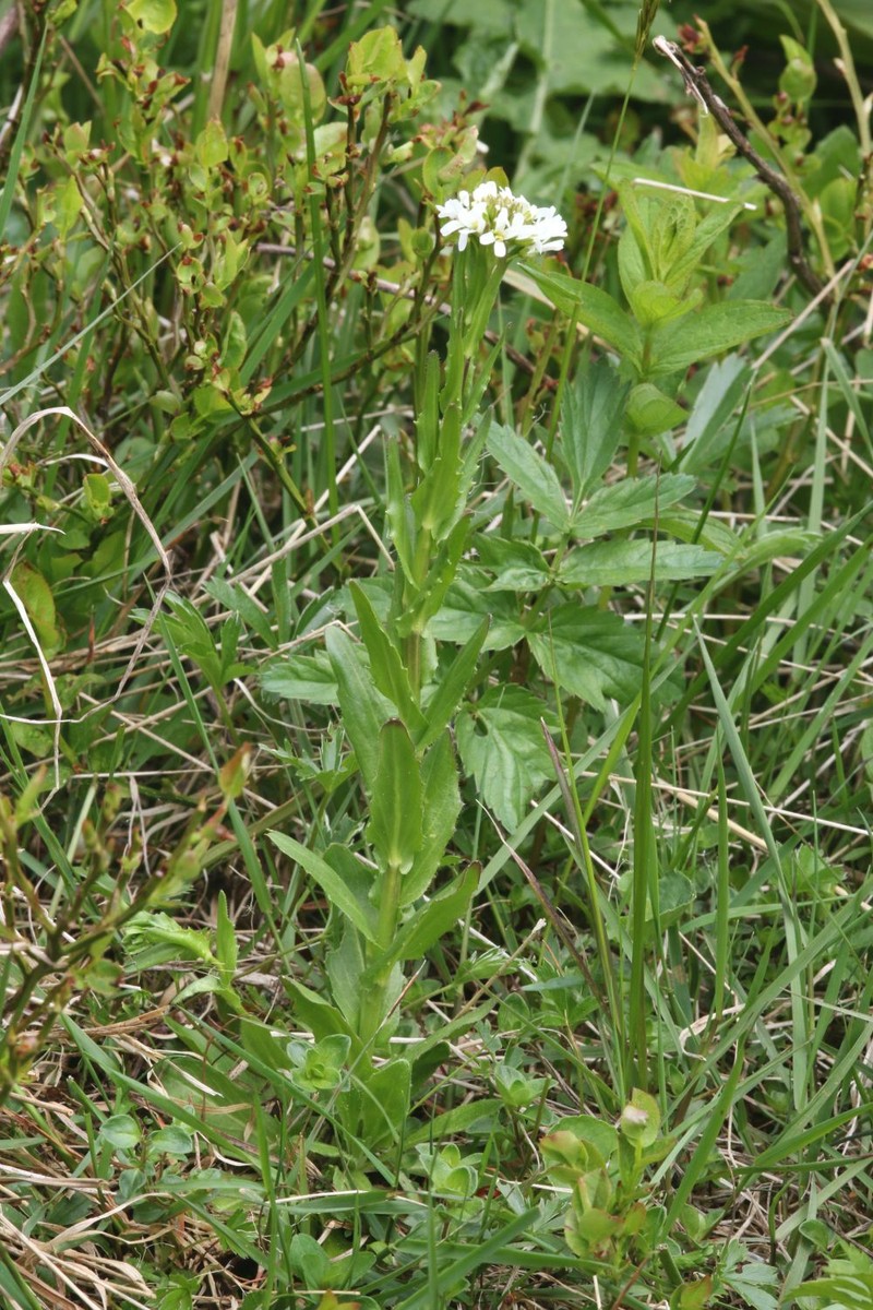 Arabis sudetica