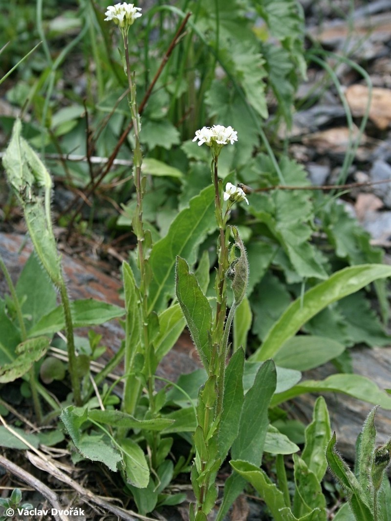 Arabis sudetica photo 2