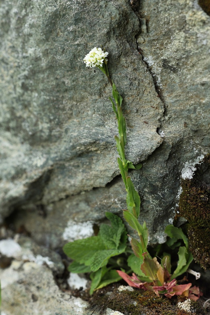 Arabis sudetica photo 3