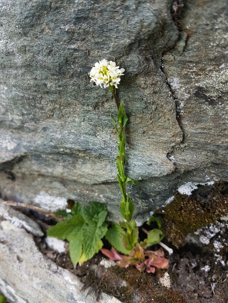 Arabis sudetica photo 4