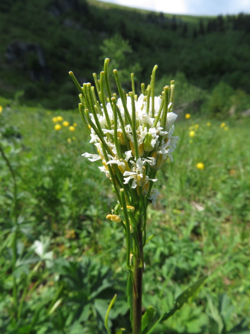 Arabis sudetica photo 5