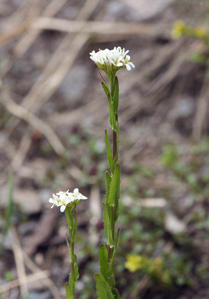 Arabis sudetica photo 6