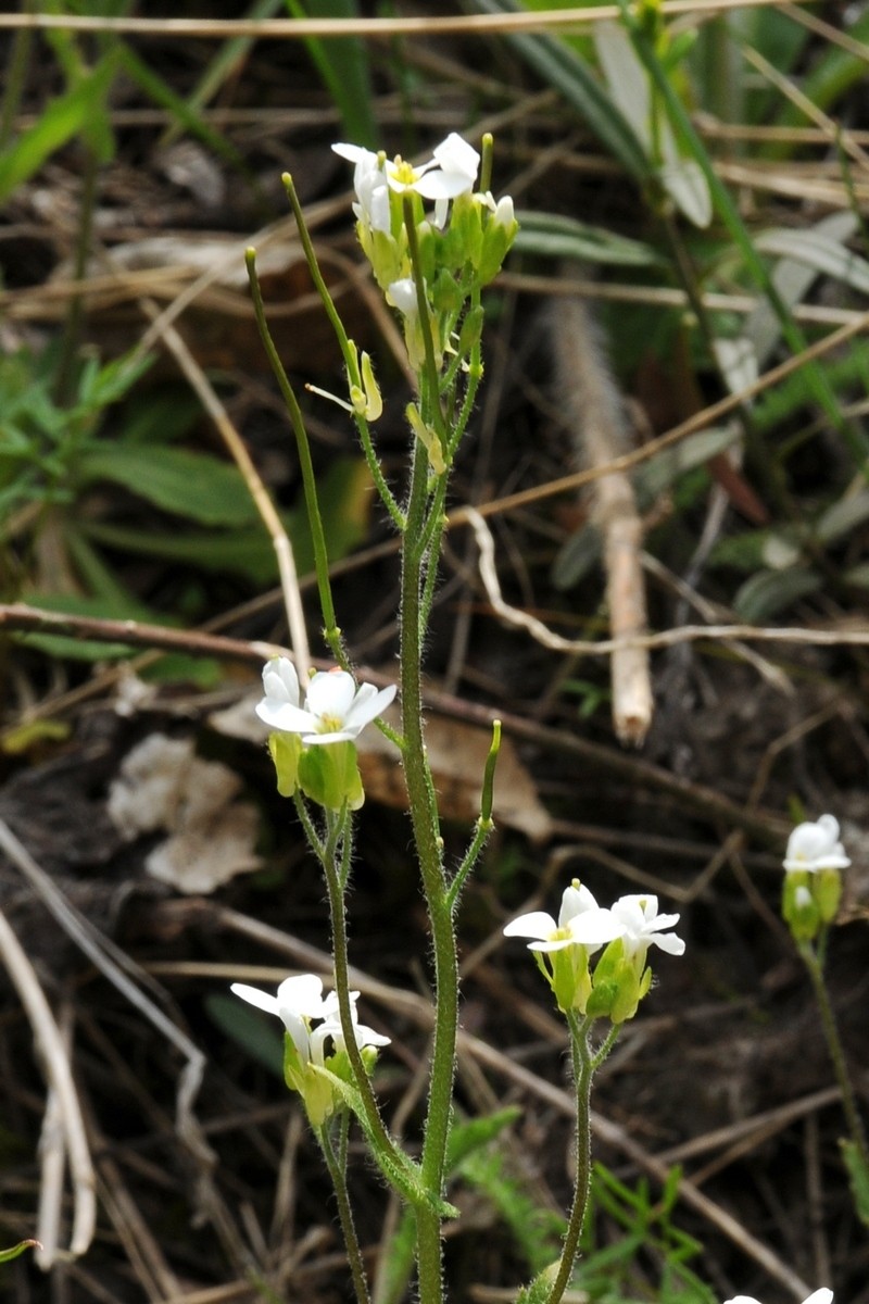 Arabis tianschanica photo 2