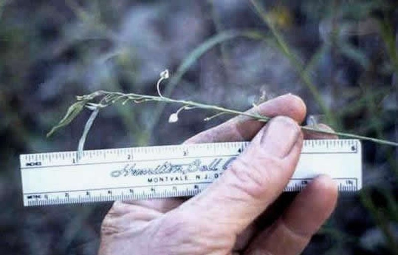 Rincon Mountain Rockcress