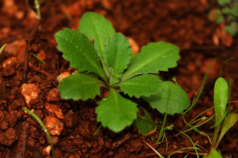 Arabis verna
