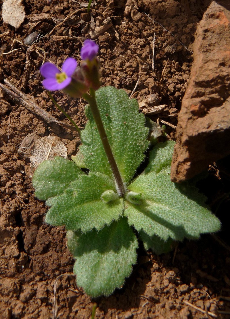 Arabis verna photo 2