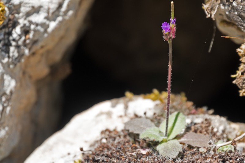 Arabis verna photo 3
