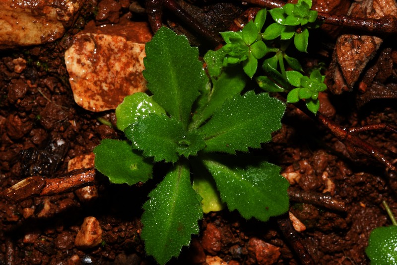 Arabis verna photo 4