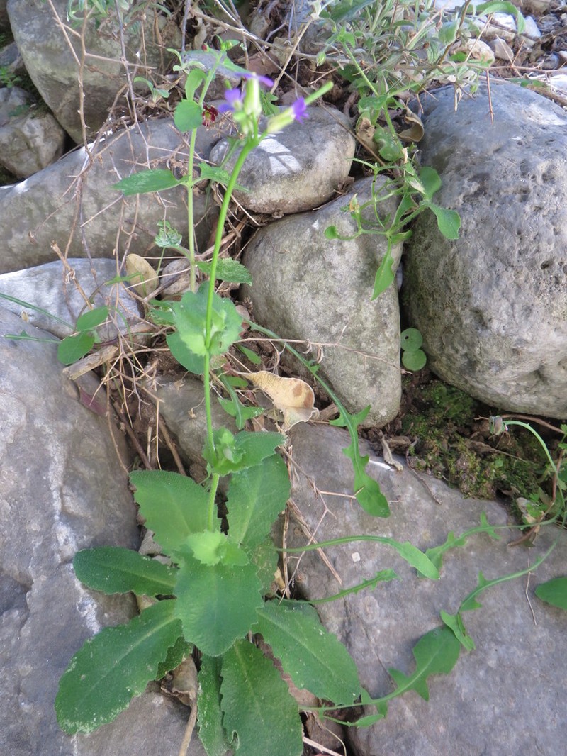 Arabis verna photo 5