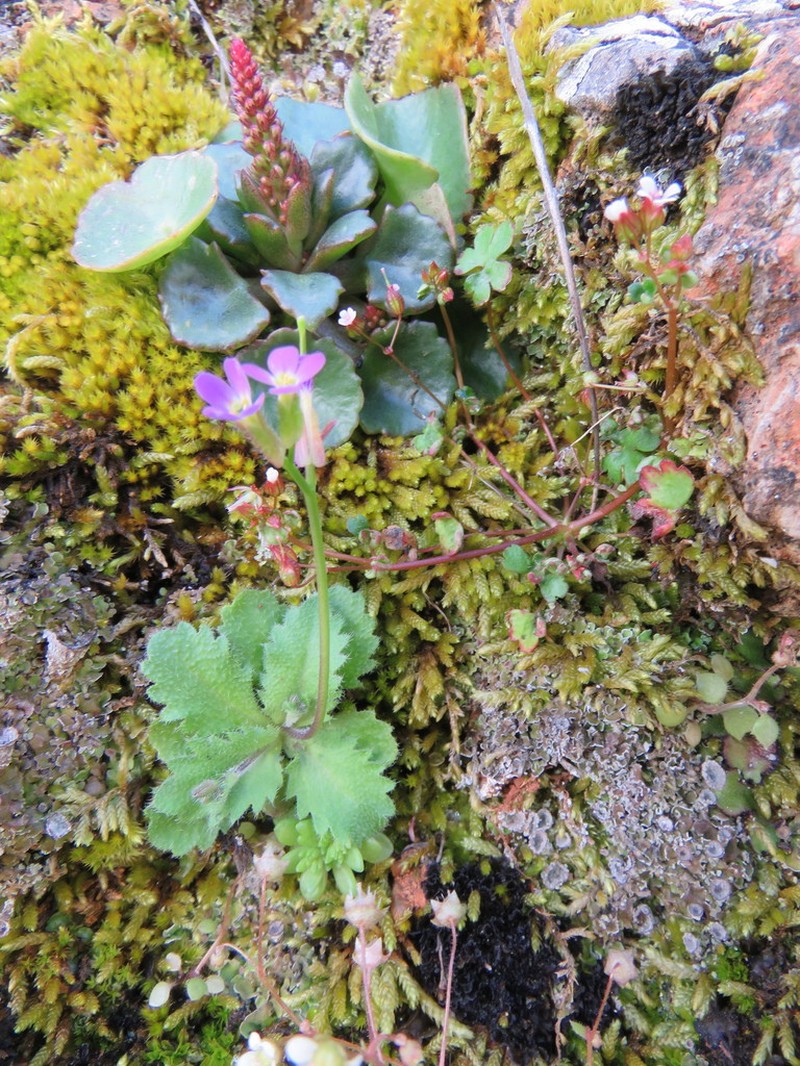 Arabis verna photo 6
