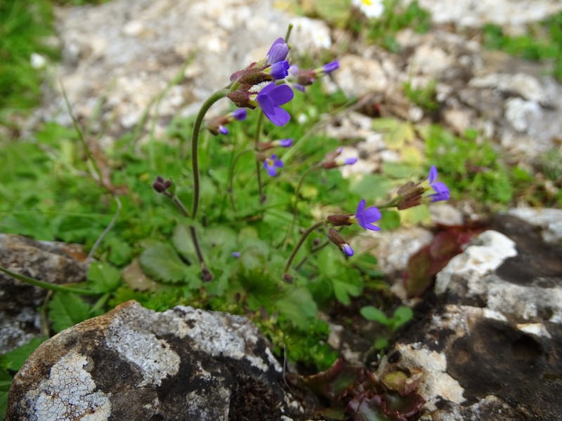 Arabis verna photo 7