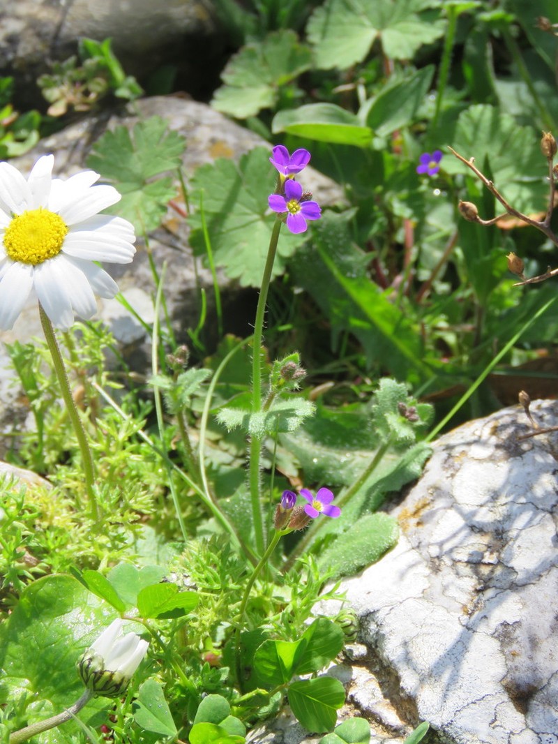 Arabis verna photo 8