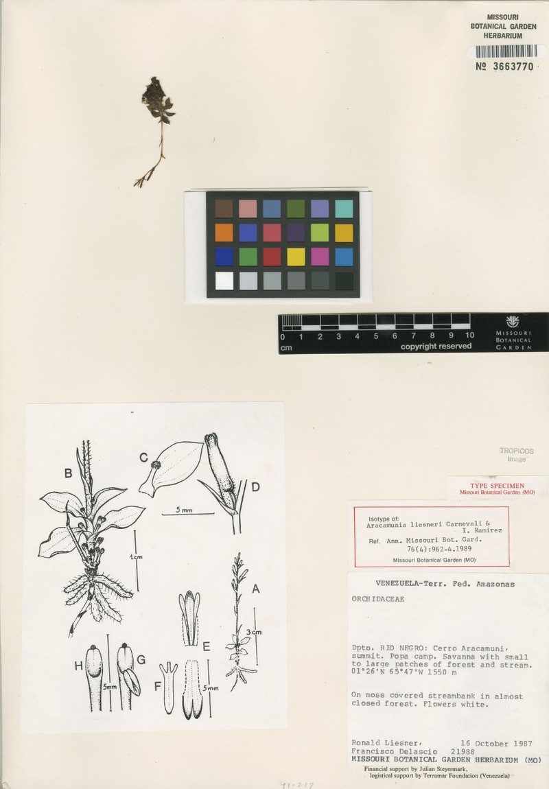 Aracamunia liesneri