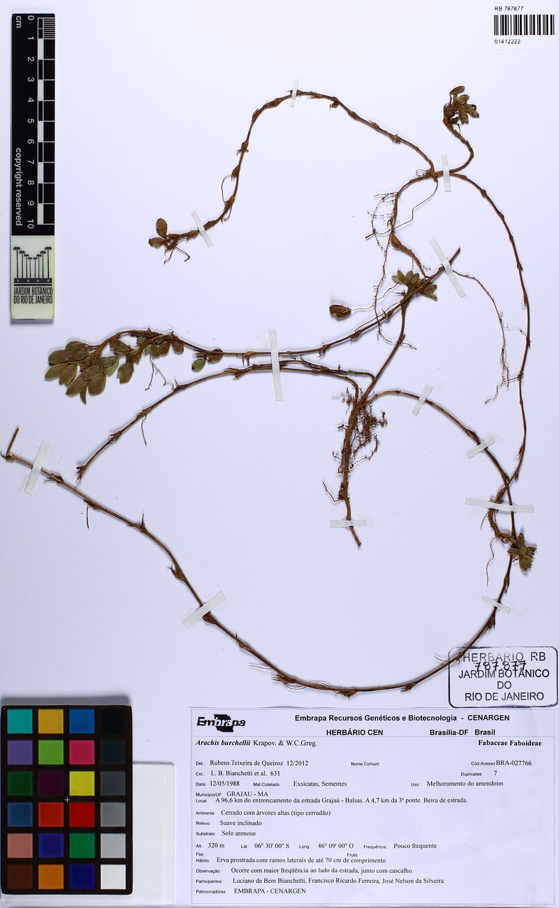 Arachis burchellii
