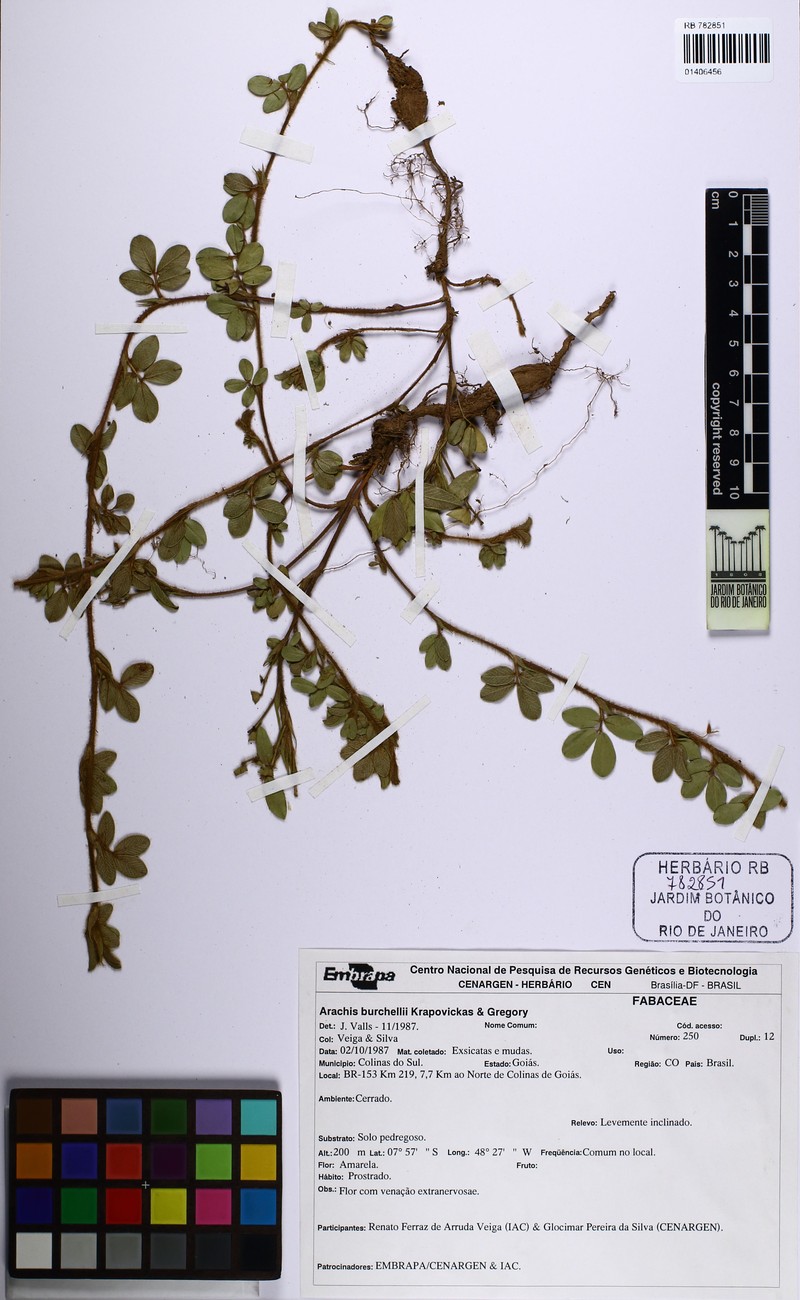 Arachis burchellii photo 2