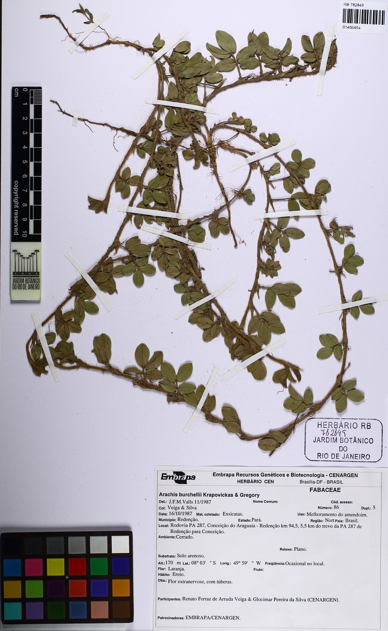 Arachis burchellii photo 3