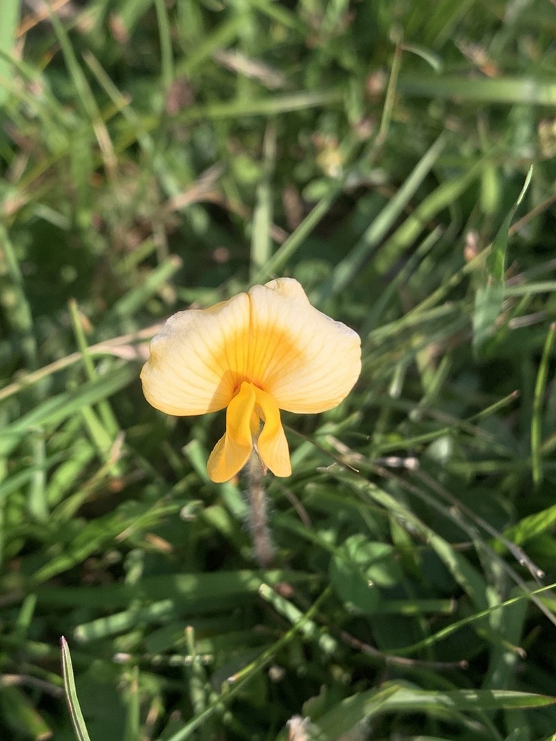 Arachis burkartii