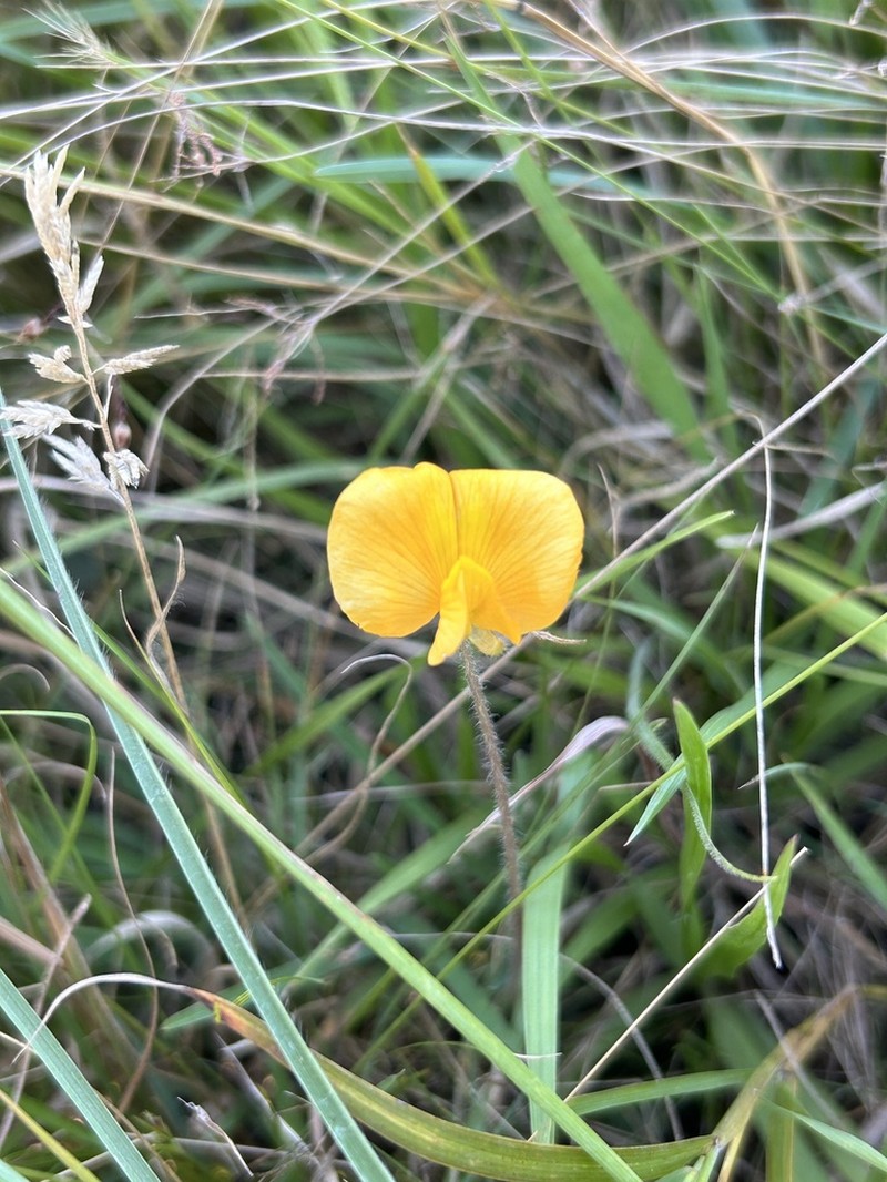 Arachis burkartii photo 2