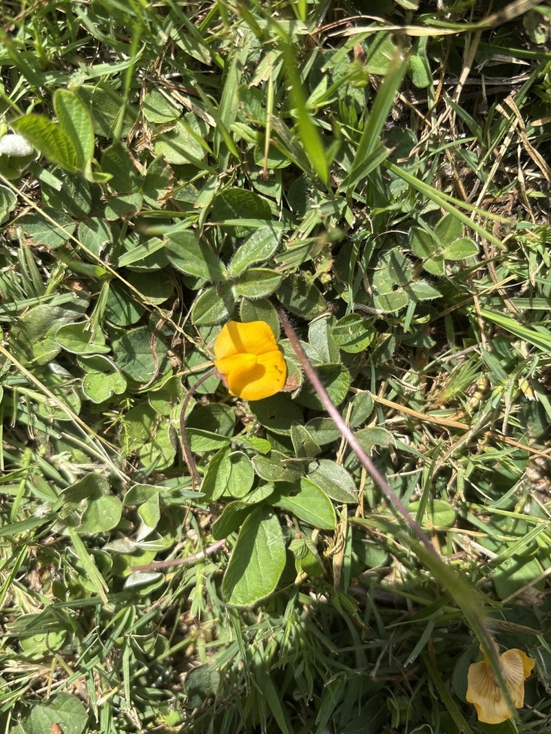 Arachis burkartii photo 3