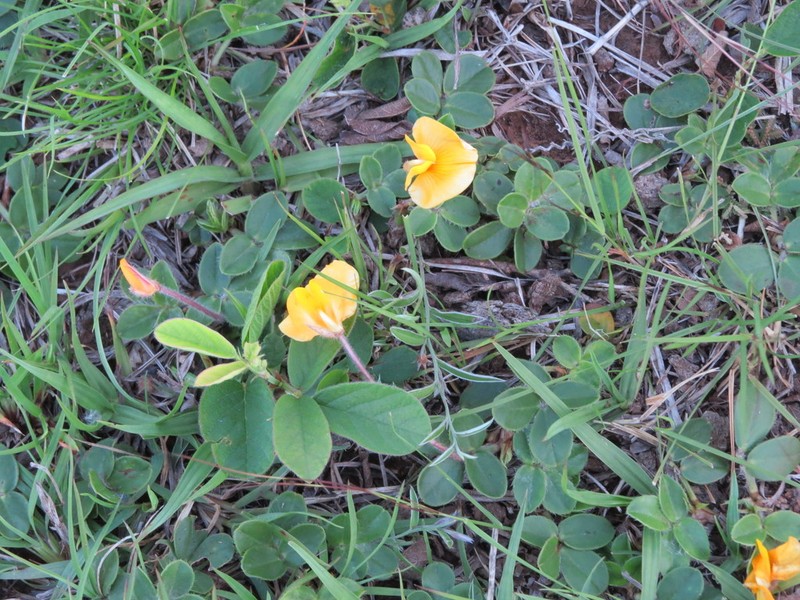 Arachis burkartii photo 4