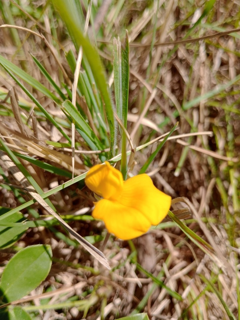 Arachis burkartii photo 5
