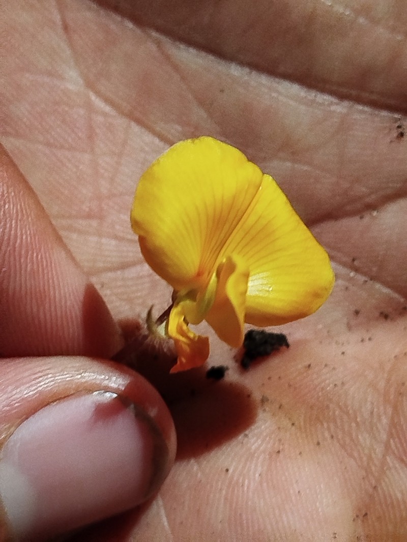 Arachis burkartii photo 6