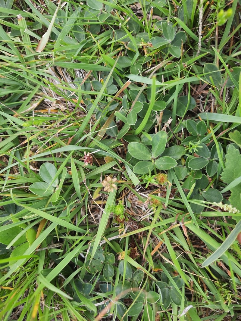 Arachis burkartii photo 8