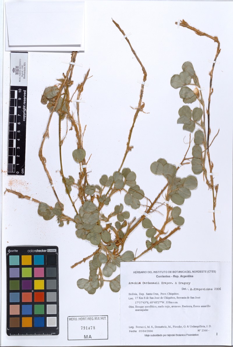 Arachis cardenasii photo 2
