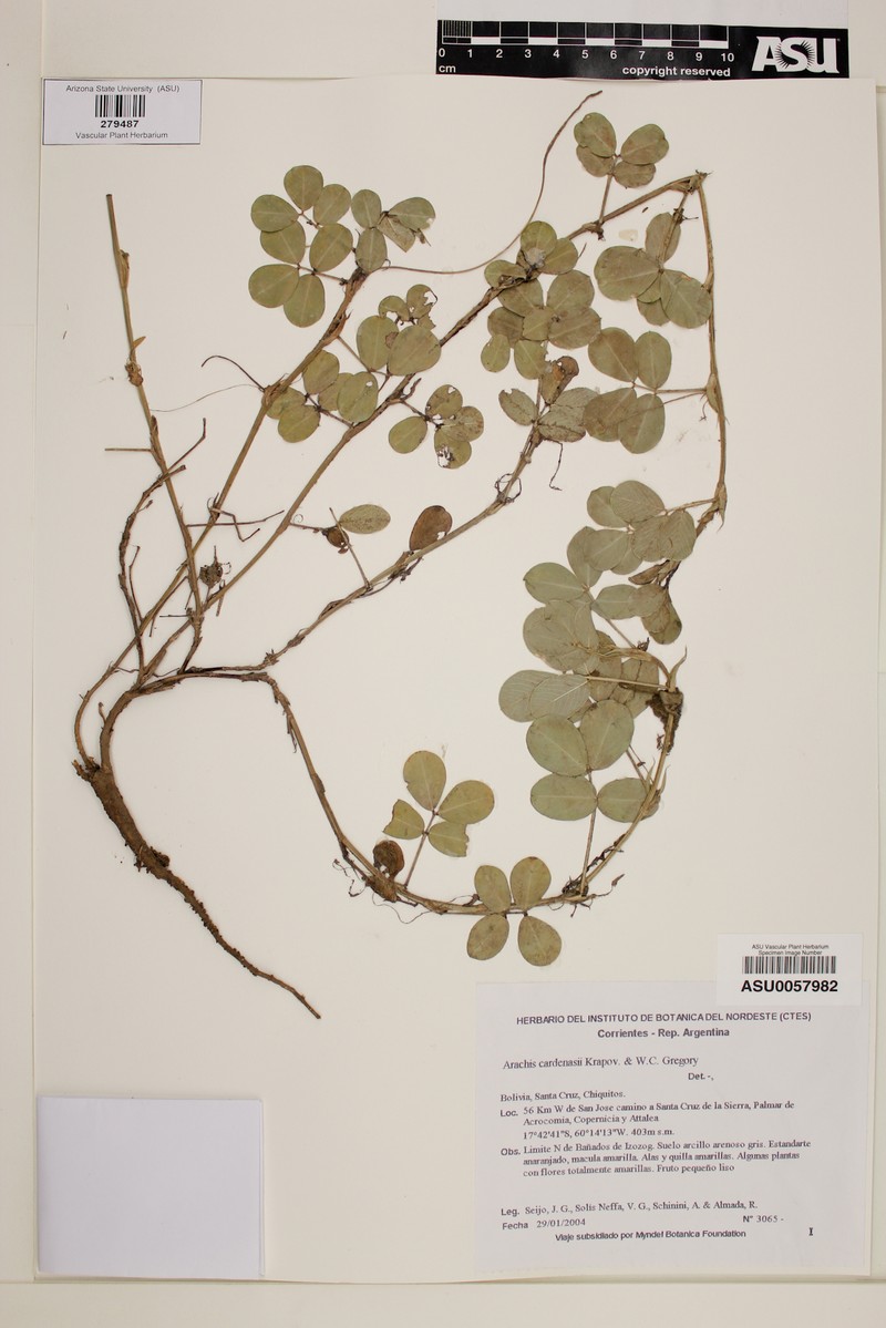 Arachis cardenasii photo 3
