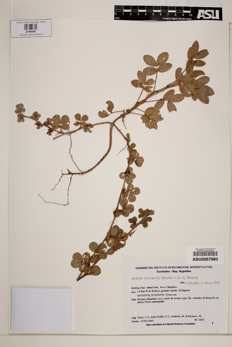 Arachis cardenasii photo 4