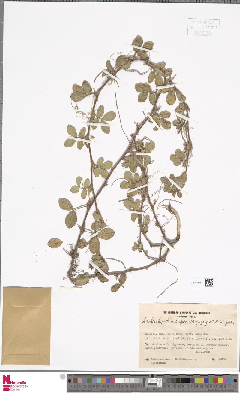 Arachis chiquitana