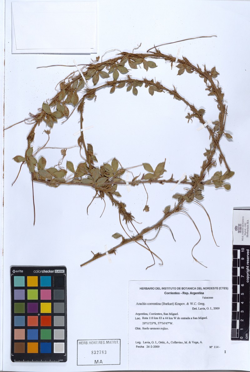 Arachis correntina photo 2