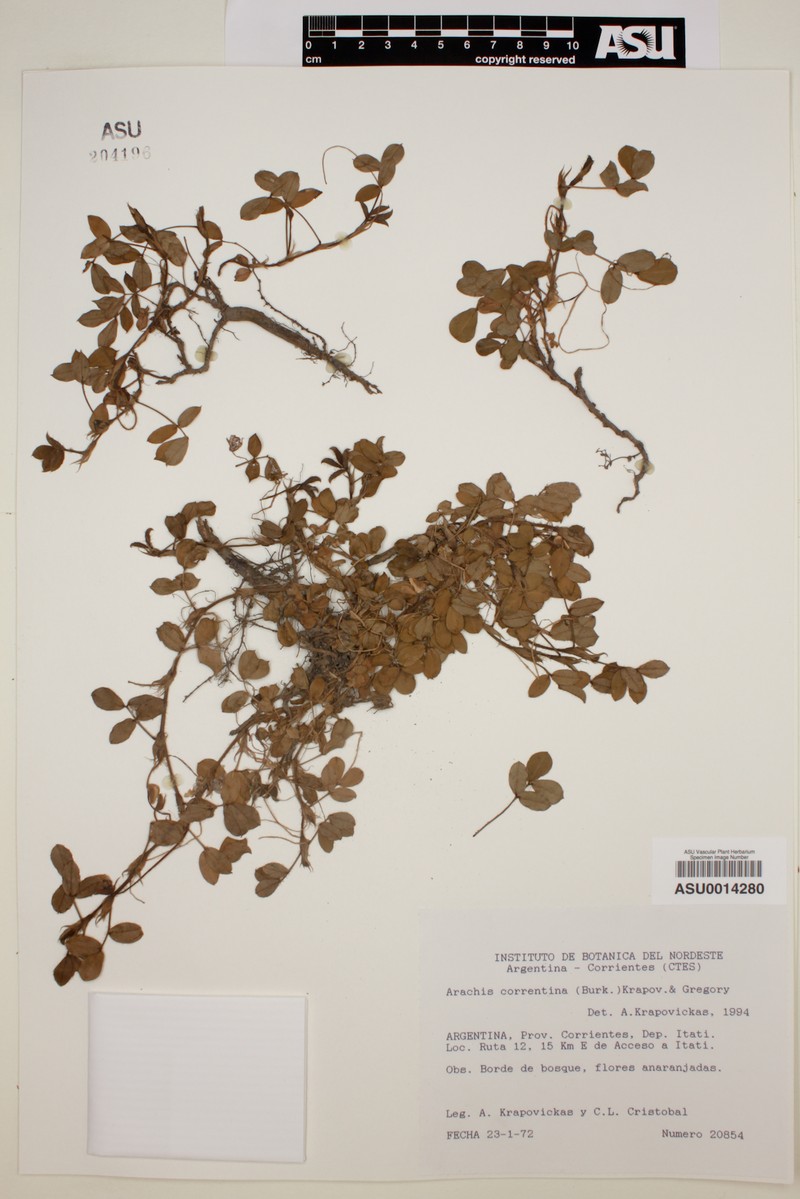 Arachis correntina photo 3