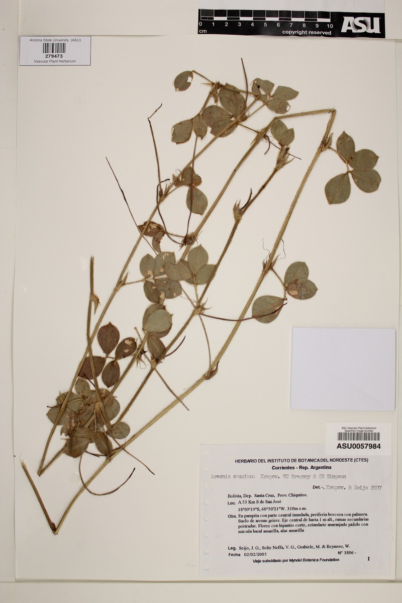 Arachis cruziana