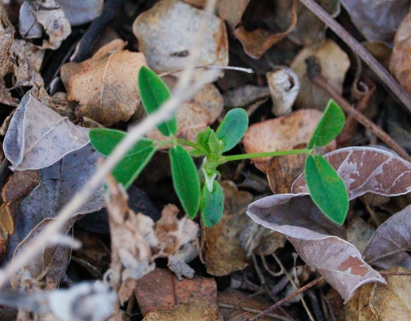 Arachis dardani