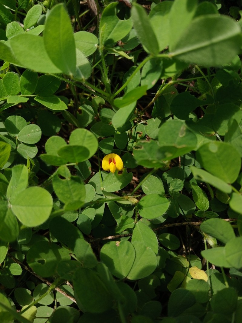 Arachis dardani photo 2