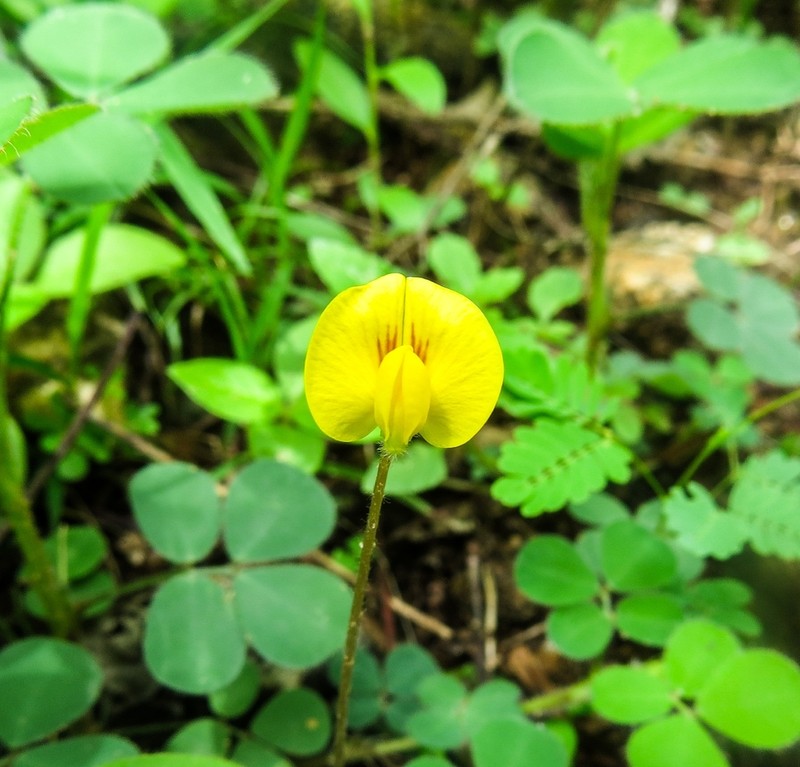Arachis dardani photo 3