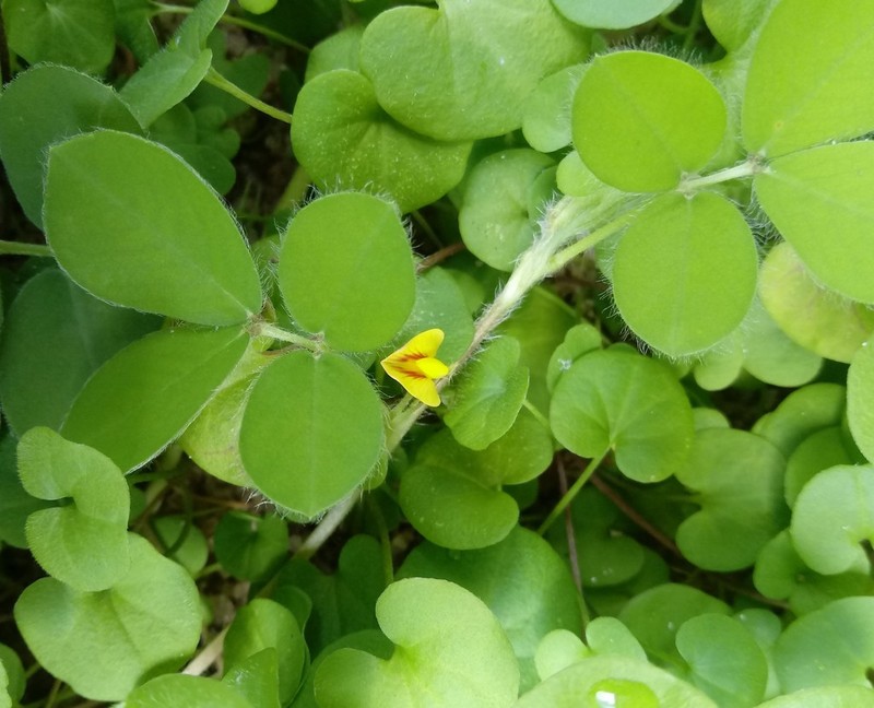 Arachis dardani photo 4