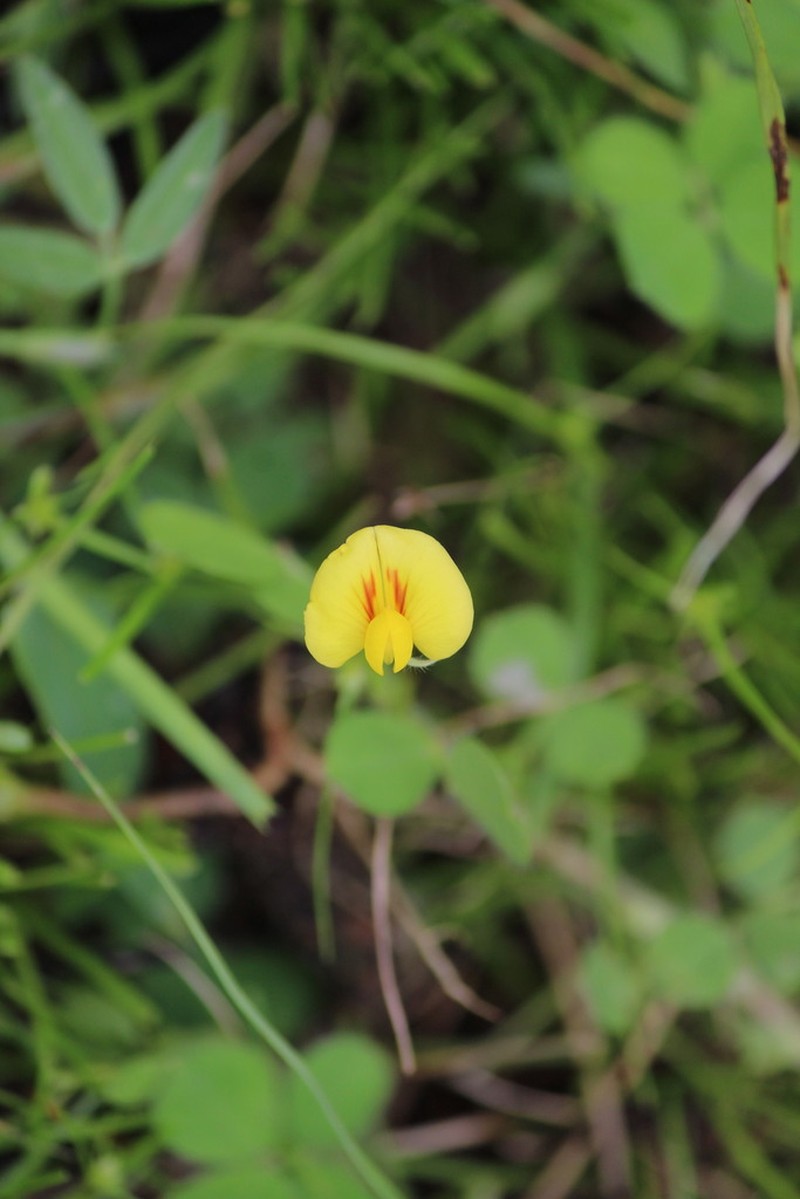 Arachis dardani photo 5