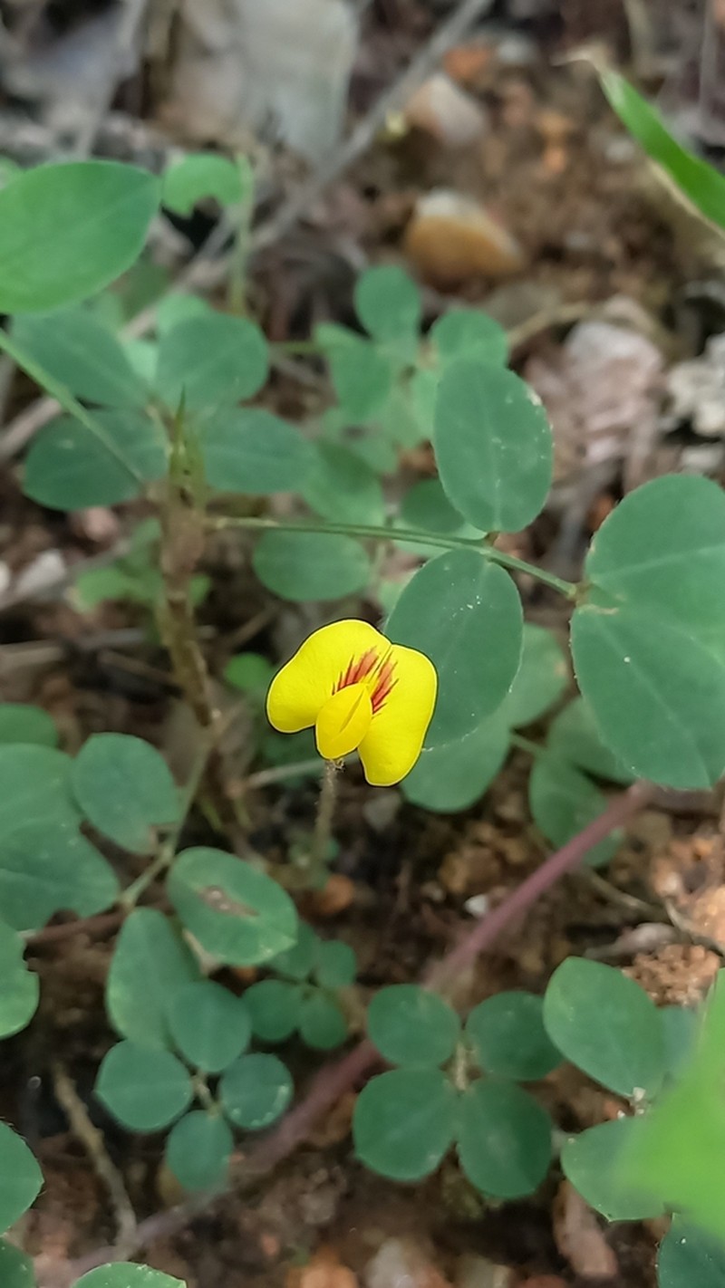 Arachis dardani photo 6