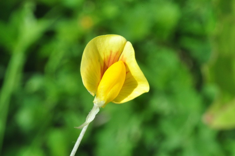 Arachis dardani photo 7