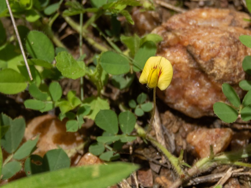 Arachis dardani photo 8