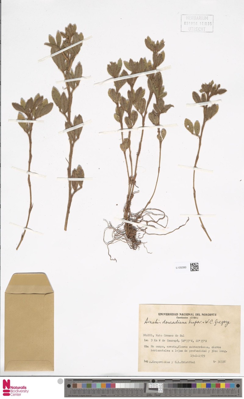 Arachis douradiana