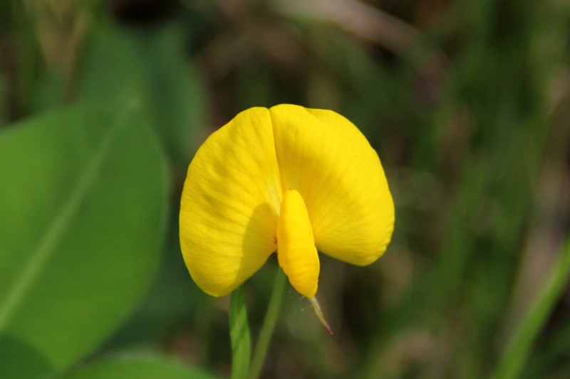 Arachis duranensis photo 2