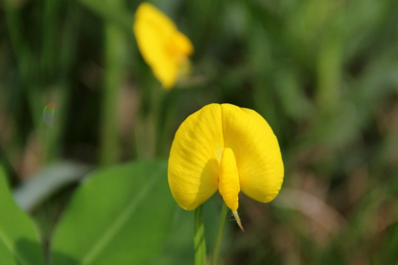 Arachis duranensis photo 3